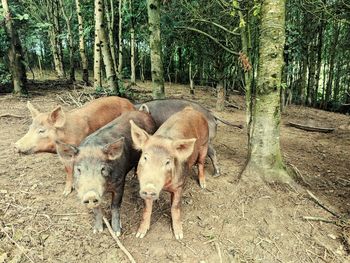 View of animal on field in forest