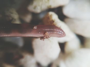 Close-up of starfish on leaf