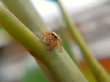Close-up of insect on leaf