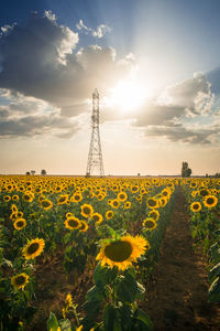 Sunflower field and high voltage line with storm clouds at sunset