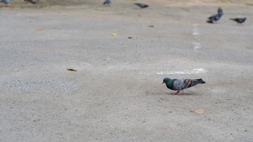 High angle view of pigeon