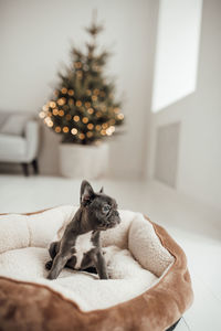 Cat sitting on sofa at home