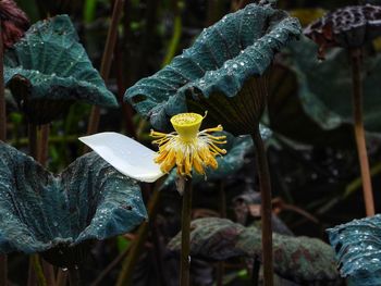 Close-up of yellow flower pod