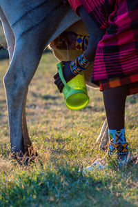 Close-up of masai milking cow using jug