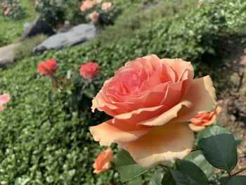 Close-up of rose plant