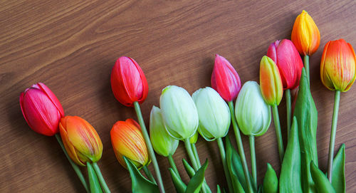 High angle view of multi colored tulips on table