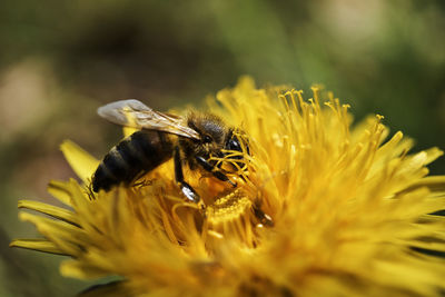 Close-up of bee on yellow flower