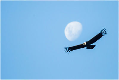 Low angle view of birds flying against blue sky