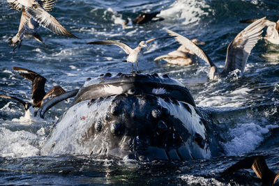 Birds flying over whale in sea
