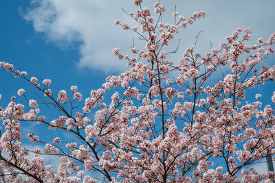 Low angle view of cherry blossoms against sky