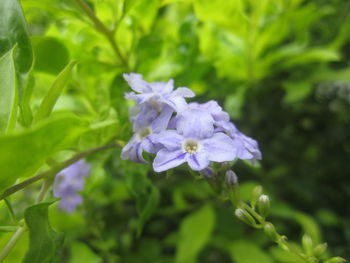 Close-up of purple flowers blooming outdoors