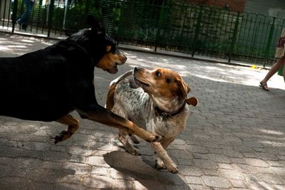 Dogs on ground