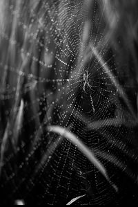 Close-up of spider web