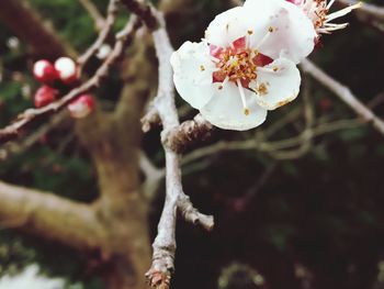 Close-up of white cherry blossoms in spring