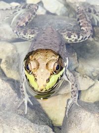 High angle portrait of snake on rock