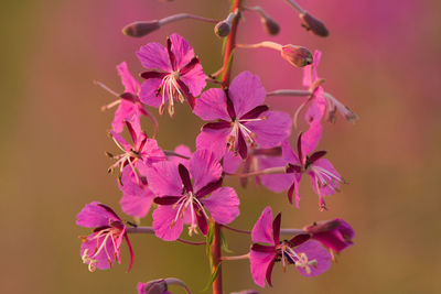 Close-up of pink flowering plant