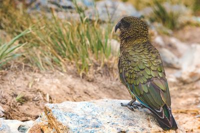 Close-up of bird perching outdoors