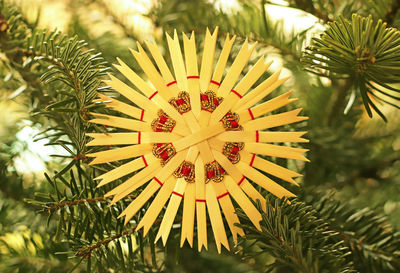 Low angle view of christmas tree