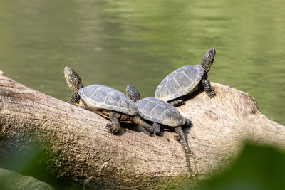 High angle view of turtles on a tree in the lake