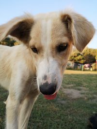 Close-up portrait of dog on field