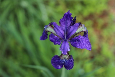 Close-up of wet purple flowering plant