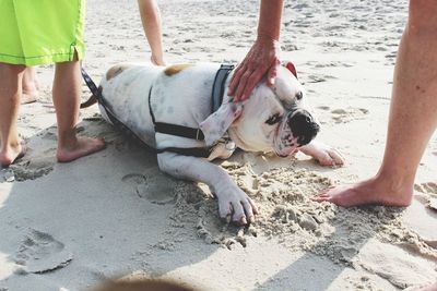People petting dog on beach