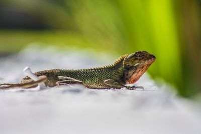 Close-up of lizard