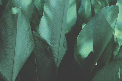 Full frame shot of leaves