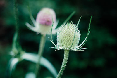 Close-up of white flower buds