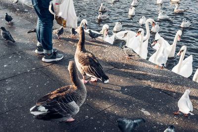 Bird market on lake alster in hamburg.  swans, wild ducks and seagulls