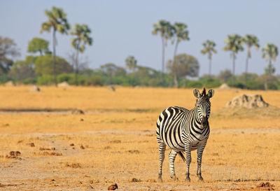 Zebra standing in a field