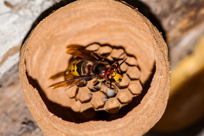 Close-up of bee on wood