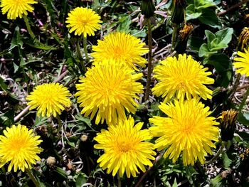 High angle view of yellow flowering plants