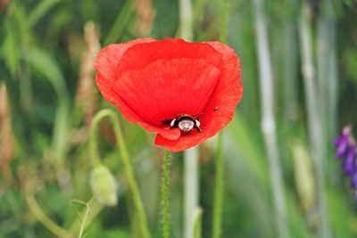Close-up of bee on red poppy