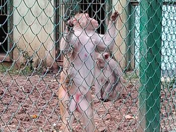 chainlink fence