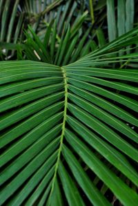 Full frame shot of palm leaves