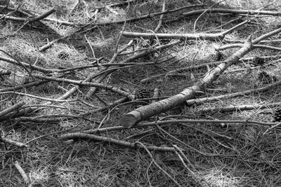 Close-up of tree trunk in forest