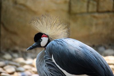 Close-up of bird