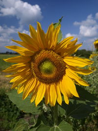 Close-up of yellow sunflower blooming against sky