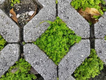 High angle view of moss growing on footpath