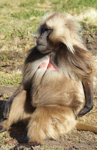 Close-up of monkey sitting on field