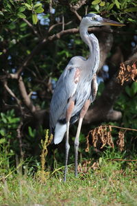 Bird perching on a field