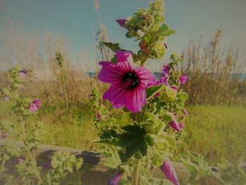 Close-up of pink flowering plant on field