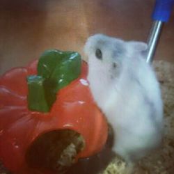Close-up of food on table