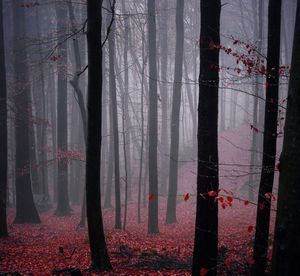 Trees in forest