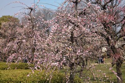 Pink flowers blooming on tree