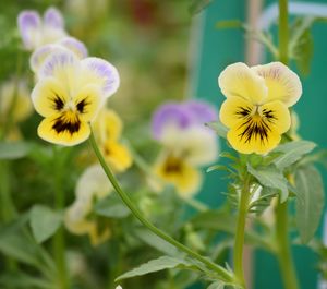 Close-up of yellow flowers blooming outdoors