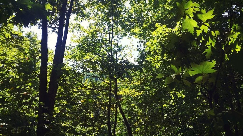 tree, growth, low angle view, branch, green color, forest, tree trunk, tranquility, nature, lush foliage, beauty in nature, day, outdoors, tranquil scene, no people, scenics, green, woodland, sky, idyllic, non-urban scene, growing, backgrounds, sunny