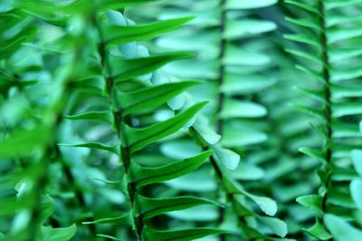 Close-up of green leaves