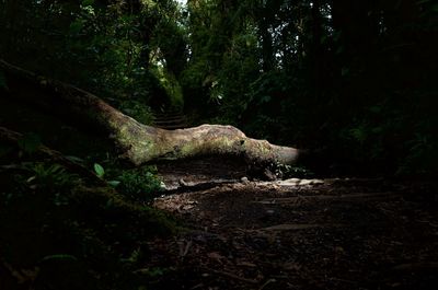 Trees growing in forest